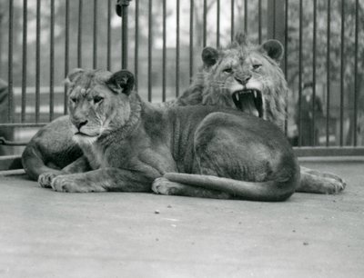 ライオンのペア、アブドラとファティマ、ロンドン動物園、1923年5月（bw写真） 作： Frederick William Bond